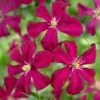 Clematis 'Madame Julia Correvon' -Garden Plant Store pl0000000927