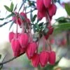 Crinodendron Hookerianum 1 Crinodendron Hookerianum -Garden Plant Store pl0000001052