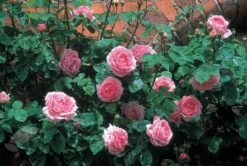 Rosa 'Constance Spry' -Garden Plant Store pl0000001115 card7 lg