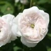 Rosa 'Madame Hardy' -Garden Plant Store pl0000001116