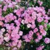 Rosa Surrey ('Korlanum') -Garden Plant Store pl0000001154