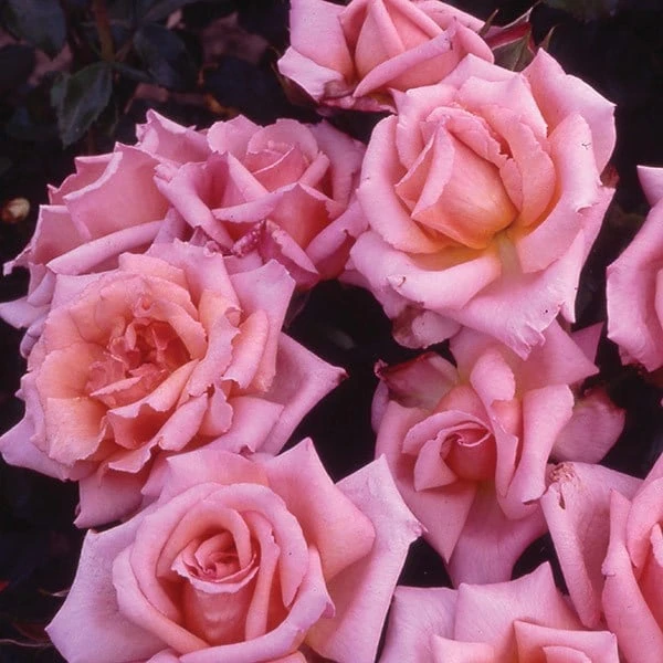 Rosa 'Compassion' 4 Rosa 'Compassion' - Image 2