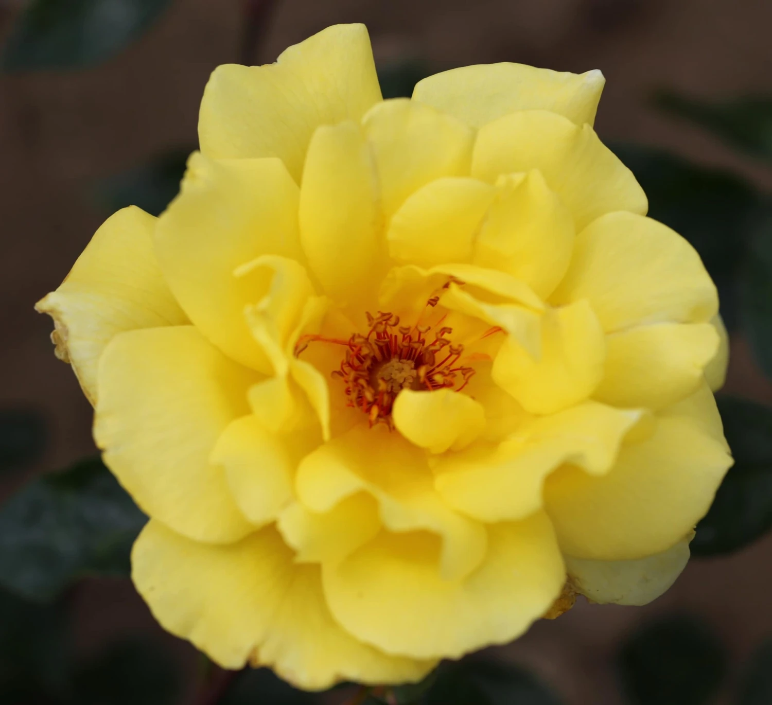 Rosa 'Golden Showers' 4 Rosa 'Golden Showers' - Image 2