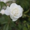 Rosa 'Climbing Iceberg' -Garden Plant Store pl0000001181