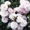 Rosa Little Rambler ('Chewramb') (PBR) -Garden Plant Store pl0000001183