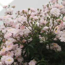 Rosa Little Rambler ('Chewramb') (PBR) -Garden Plant Store pl0000001183 card2 lg