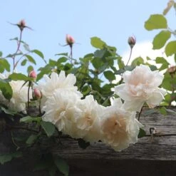 Rosa 'Madame Alfred Carrière' -Garden Plant Store pl0000001186 card3 lg