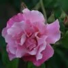 Rosa 'Madame Grégoire Staechelin' -Garden Plant Store pl0000001187
