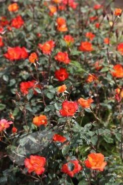 Rosa Warm Welcome ('Chewizz') (PBR) 5 Rosa Warm Welcome ('Chewizz') (PBR) -Garden Plant Store pl0000001195 card2 lg