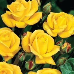 Rosa 'Arthur Bell' -Garden Plant Store pl0000001199 card3 lg