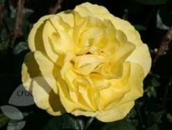 Rosa Golden Wedding ('Arokris') (PBR) -Garden Plant Store pl0000001207 card4 lg