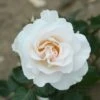 Rosa Margaret Merril ('Harkuly') -Garden Plant Store pl0000001213