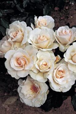 Rosa Margaret Merril ('Harkuly') -Garden Plant Store pl0000001213 card4 lg