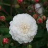 Rosa 'White Pet' 1 Rosa 'White Pet' -Garden Plant Store pl0000001220