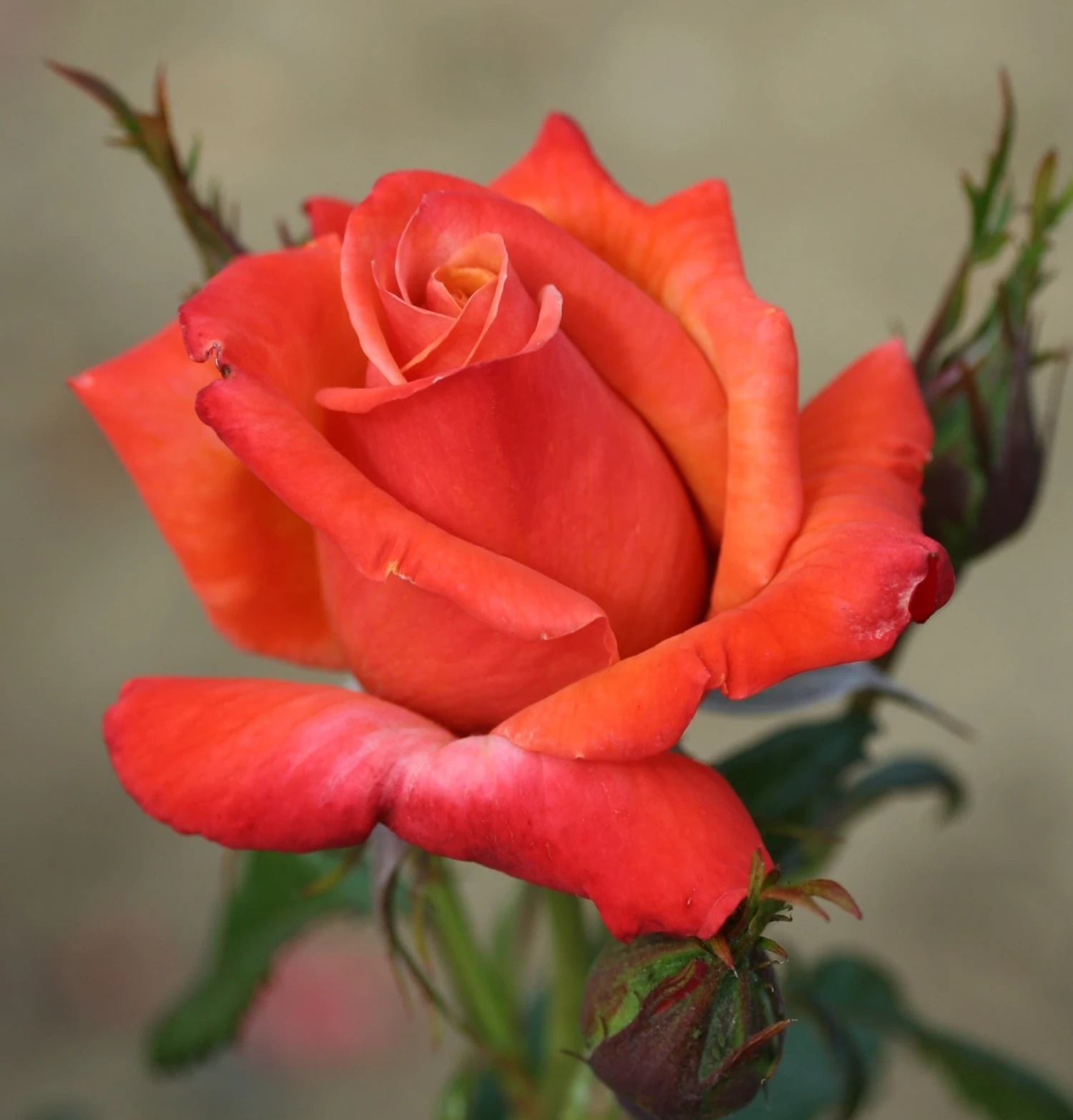 Rosa Remember Me ('Cocdestin') (PBR) 4 Rosa Remember Me ('Cocdestin') (PBR) - Image 2