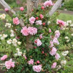 Rosa 'Albertine' -Garden Plant Store pl0000001273 card3 lg