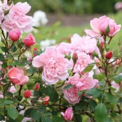 Rosa 'Albertine' -Garden Plant Store pl0000001273 card4 lg