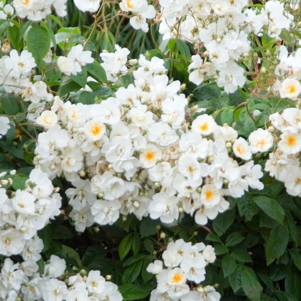 Rosa 'Wedding Day' 3 Rosa 'Wedding Day' - Image 2