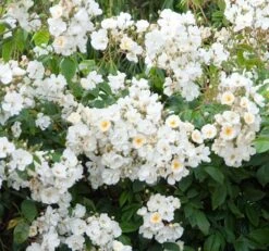 Rosa 'Wedding Day' 6 Rosa 'Wedding Day' -Garden Plant Store pl0000001284 card3 lg