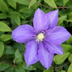 Clematis 'Lasurstern' -Garden Plant Store pl0000001388 card3 lg