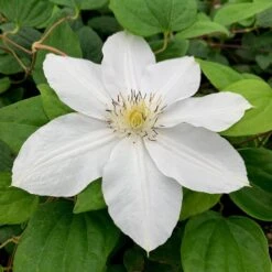 Clematis 'Marie Boisselot'