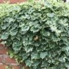 Hedera Helix 'Glacier' -Garden Plant Store pl0000001648