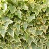 Hedera Helix 'Goldchild' -Garden Plant Store pl0000001649