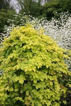 Humulus Lupulus 'Aureus' -Garden Plant Store pl0000001664 card4 lg