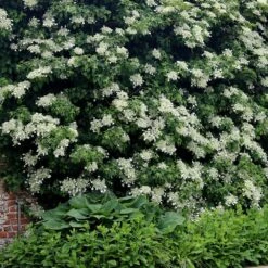 Hydrangea Anomala Subsp. Petiolaris 9 Hydrangea Anomala Subsp. Petiolaris -Garden Plant Store pl0000001665 card4 lg