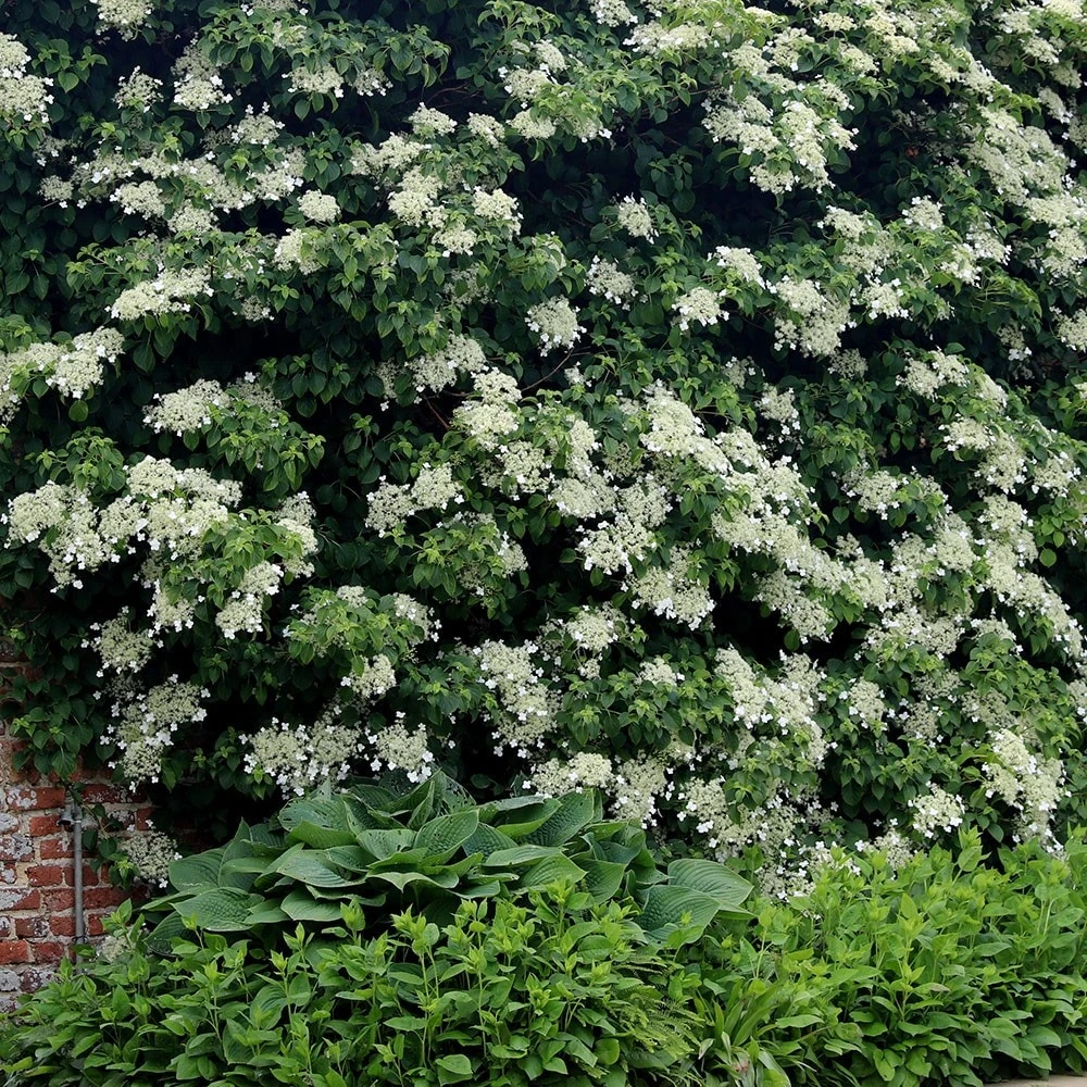 Hydrangea Anomala Subsp. Petiolaris 6 Hydrangea Anomala Subsp. Petiolaris - Image 4
