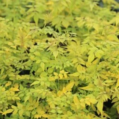 Jasminum Officinale Fiona Sunrise ('Frojas') (PBR)