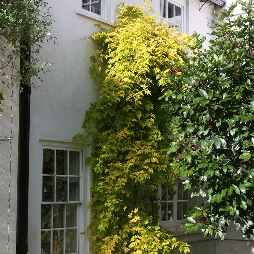 Jasminum Officinale Fiona Sunrise ('Frojas') (PBR) 4 Jasminum Officinale Fiona Sunrise ('Frojas') (PBR) - Image 2