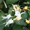 Lonicera Japonica 'Hall's Prolific' -Garden Plant Store pl0000001679