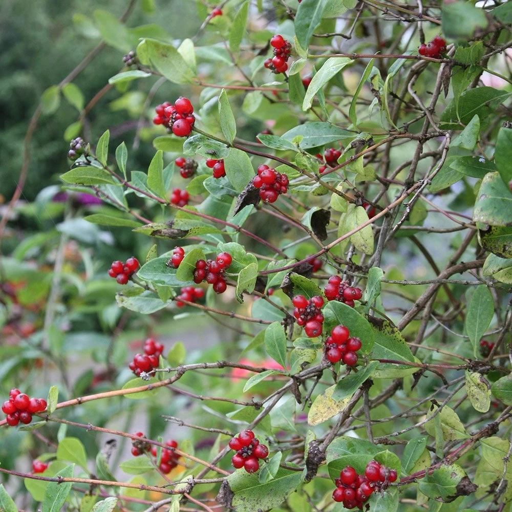 Lonicera Periclymenum 'Belgica' 4 Lonicera Periclymenum 'Belgica' - Image 2