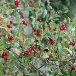 Lonicera Periclymenum 'Belgica' 7 Lonicera Periclymenum 'Belgica' -Garden Plant Store pl0000001683 card4 lg