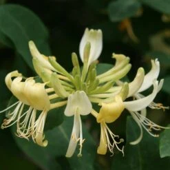Front Page 25 Lonicera Periclymenum 'Graham Thomas'