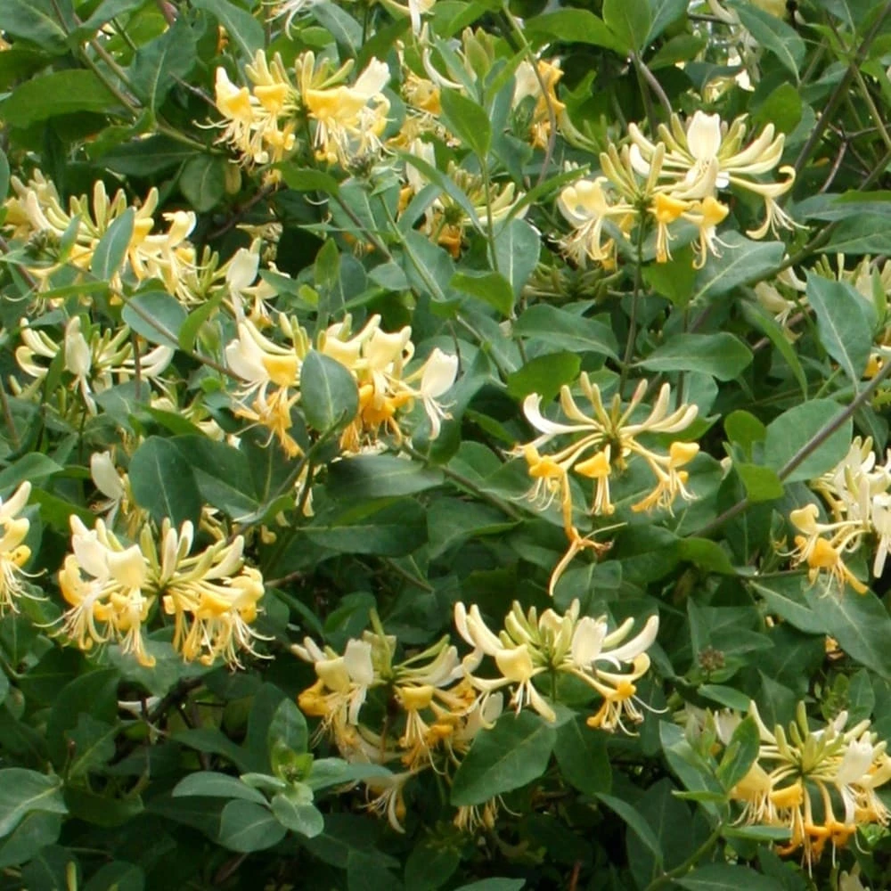 Lonicera Periclymenum 'Graham Thomas' 4 Lonicera Periclymenum 'Graham Thomas' - Image 2