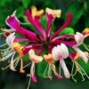 Lonicera Periclymenum 'Serotina' -Garden Plant Store pl0000001685