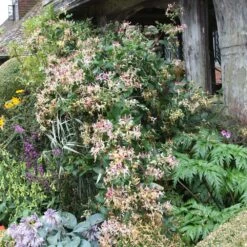 Lonicera Periclymenum 'Serotina' -Garden Plant Store pl0000001685 card3 lg