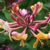 Lonicera × Heckrottii 'Gold Flame' -Garden Plant Store pl0000001689