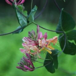 Lonicera × Heckrottii 'Gold Flame' -Garden Plant Store pl0000001689 card3 lg