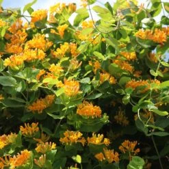 Lonicera × Tellmanniana 7 Lonicera × Tellmanniana -Garden Plant Store pl0000001690 card3 lg