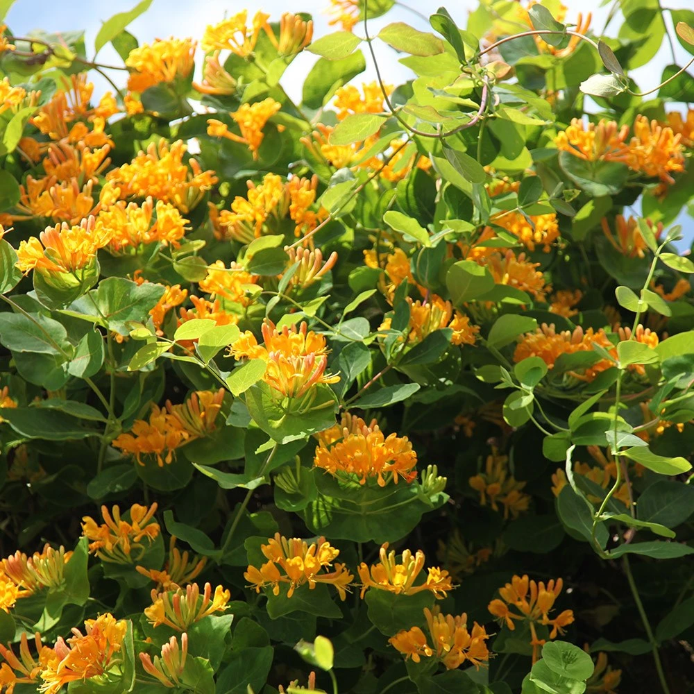 Lonicera × Tellmanniana 5 Lonicera × Tellmanniana - Image 3