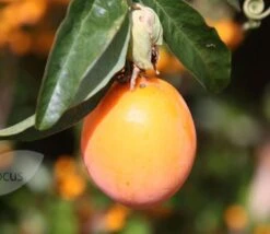 Passiflora Caerulea -Garden Plant Store pl0000001697 card3 lg