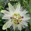 Passiflora Caerulea 'Constance Eliott' 1 Passiflora Caerulea 'Constance Eliott' -Garden Plant Store pl0000001698