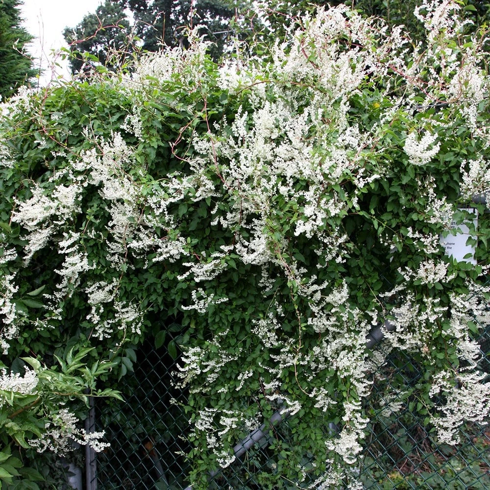 Fallopia Baldschuanica 4 Fallopia Baldschuanica - Image 2