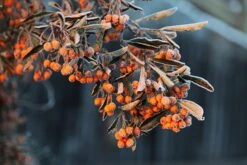 Pyracantha Saphyr Orange ('Cadange') -Garden Plant Store pl0000001709 card3 lg