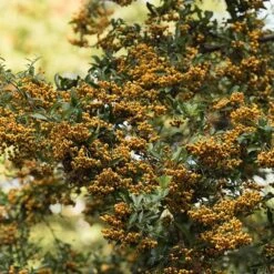 Pyracantha Saphyr Jaune ('Cadaune') -Garden Plant Store pl0000001714 card3 lg