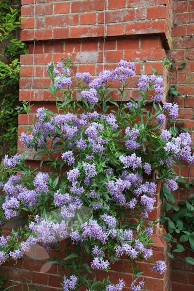 Solanum Crispum 'Glasnevin' 4 Solanum Crispum 'Glasnevin' - Image 2