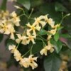 Trachelospermum Asiaticum 1 Trachelospermum Asiaticum -Garden Plant Store pl0000001727